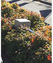 petit main | キャップ