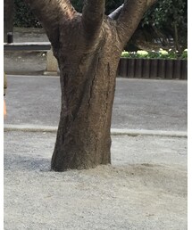 MARKEY'S | パーカー