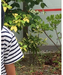 UNIQLO | Tシャツ/カットソー