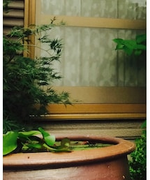 WILD THINGS | パンツ