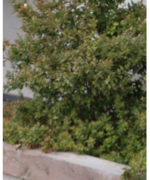 roundabout | Tシャツ/カットソー