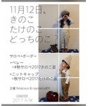 きのこたけのこどっちのこ？の「音楽/本・雑誌(本)」