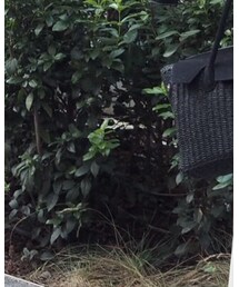 Avalon | かごバッグ