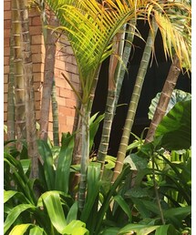 一半 | ワンピース/ドレス