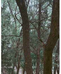 no brand | スカート