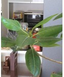 バリの「インテリア(家具)」