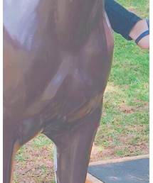 hawaii馬 | その他