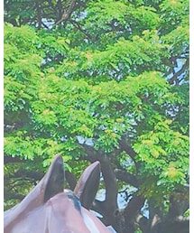 クアロア牧場 | その他