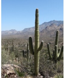 本日のリスペクト✨ | サボテン🌵(ラッピングキット)