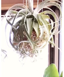 エアプランツ | その他