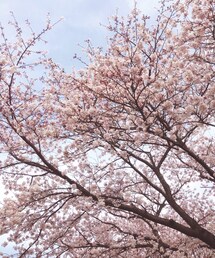 桜 | 桜(その他)