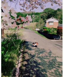 雨ニモマケズ咲いててくれてありがとう🌸 | その他