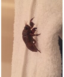 セミの幼虫捕まえた | その他