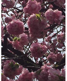 わが家の八重桜 | その他