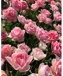 チューリップ🌷 | その他