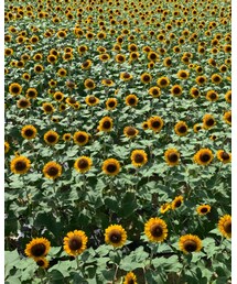 いちめんひまわり🌻 | その他