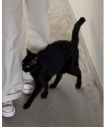 cat | その他