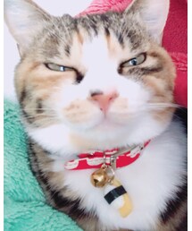 愛猫￤ぽにちゃん | その他