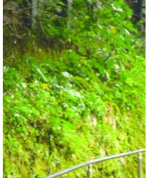 どこにでもある白シャツ | シャツ/ブラウス