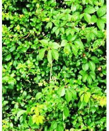 LOUIS VUITTON | ショルダーバッグ