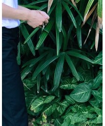 maverick | パンツ