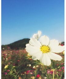コスモス🌸 | その他