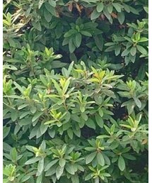 GRL | ファッション雑貨