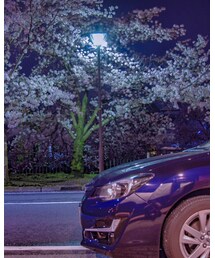 夜桜ドライブ | その他
