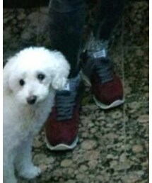 Atlantic STARS | スニーカー