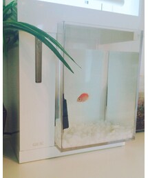 🐠新入り🐠 | インテリア