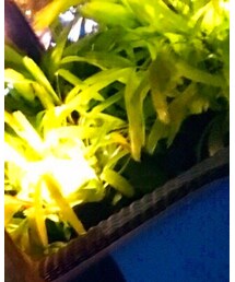 FOREVER 21 | ワンピース