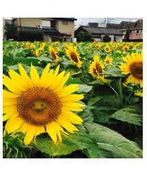 ひまわり🌻🌻🌻 | その他