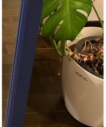 UGG | スリッポン