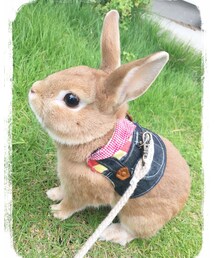 tortue et lapin　(トルチュ・エ・ラパン) | サロペット/オーバーオール