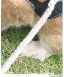 うさぎふく | ファッション雑貨