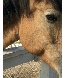 馬 | ファッション雑貨