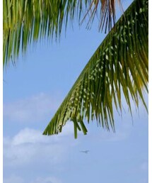 TOPMAN | シャツ/ブラウス