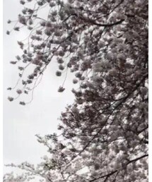 STUSSY | パーカー