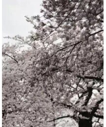 adidas Originals | スニーカー