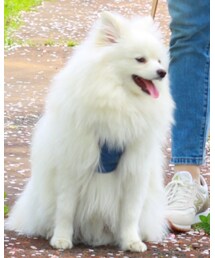 デカポメ🐾 | その他