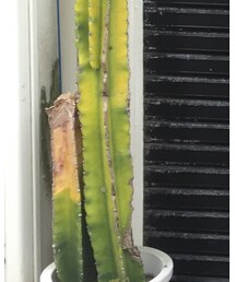 サボテン | その他