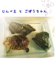 わたしのペット   
じんべえ と ごぼうちゃんです♡(その他)