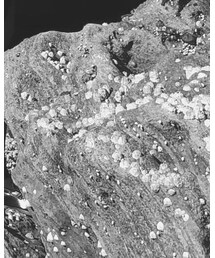 HARUTA | シューズ