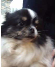 かわいい愛犬💓🐶 | その他