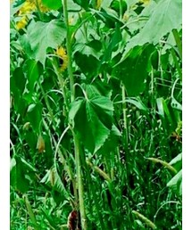 ひまわり畑🌻 | その他