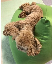 ごろーん | 福袋/福箱