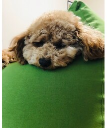 おねむ | 福袋/福箱