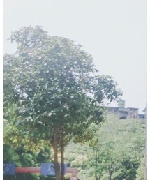 alexanderwang | Tシャツ/カットソー