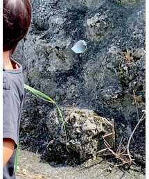 petitparis | Tシャツ/カットソー