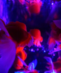 アートアクアリウム | ステキな金魚たち(その他)